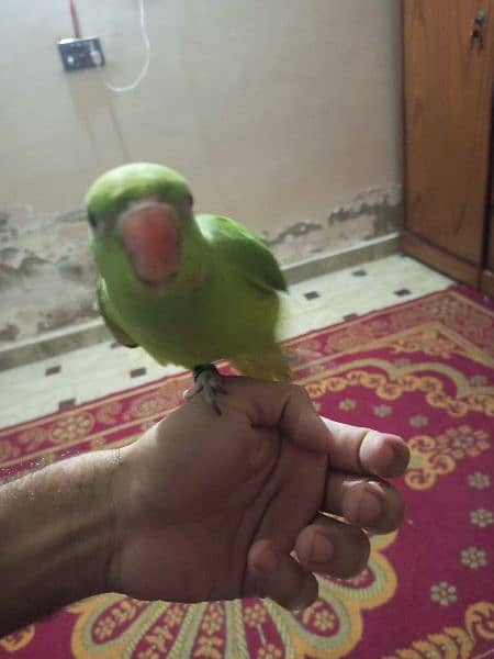 Parrot hand train 2