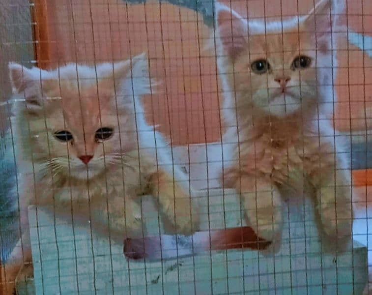 (persian cats)Pair 2