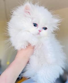 Percian Kitten Blue eyes