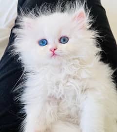 Percian/kitten/Blue eyes/cat/