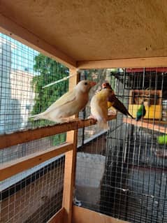 Gouldian finches or red pied dove