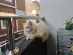 male triple coat Persian cat for sale