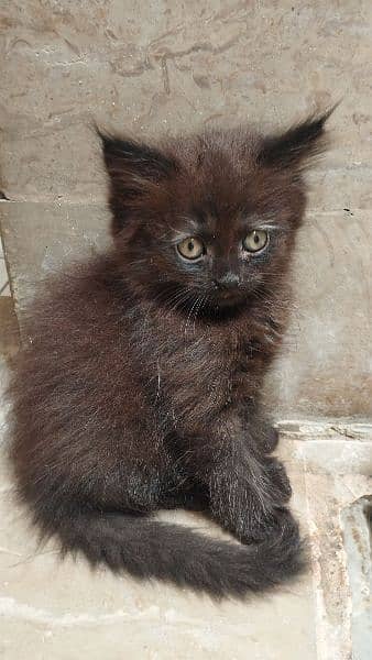 Female Persian cat 0