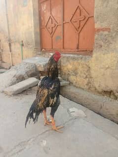 Aseel patha for sale and exchang only green ringneak parrot male