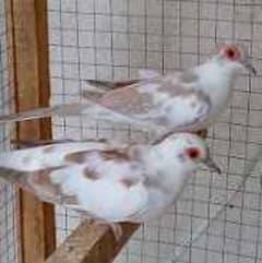 red pied doveee brederrrr pair available