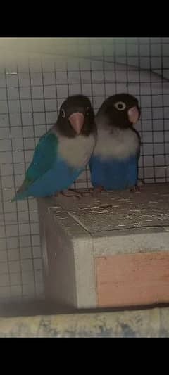 9 month love bird breeder pair for sale