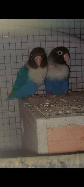 9 month love bird breeder pair for sale 0