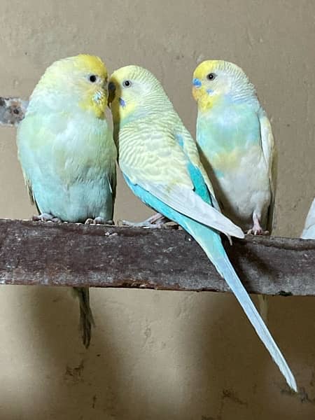 all birds healthy and active breader pair 4
