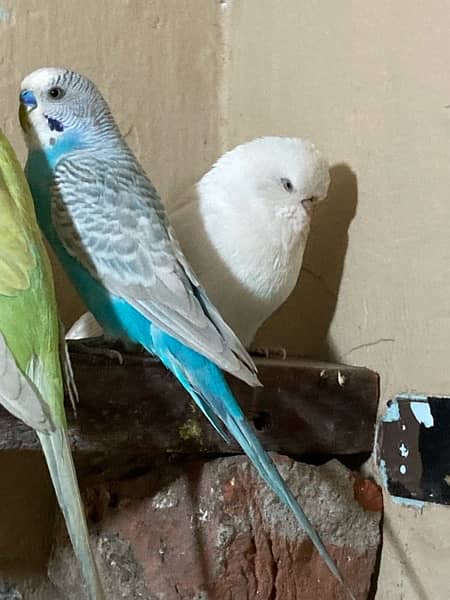all birds healthy and active breader pair 6