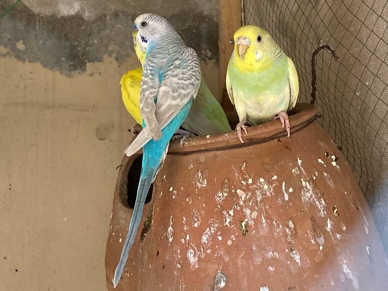 all birds healthy and active breader pair 8