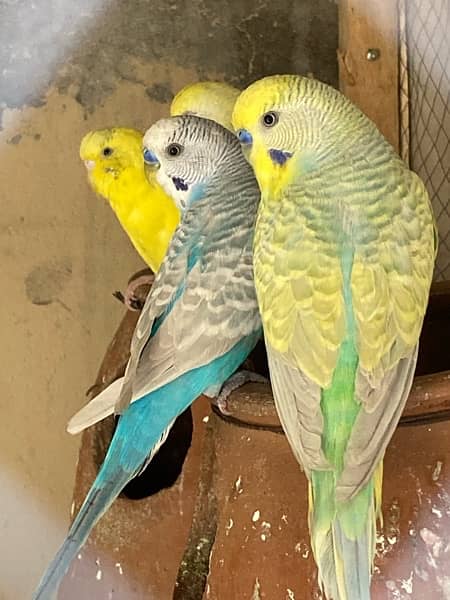 all birds healthy and active breader pair 10