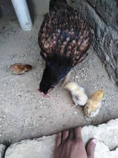 lakha aseel poure chicks
