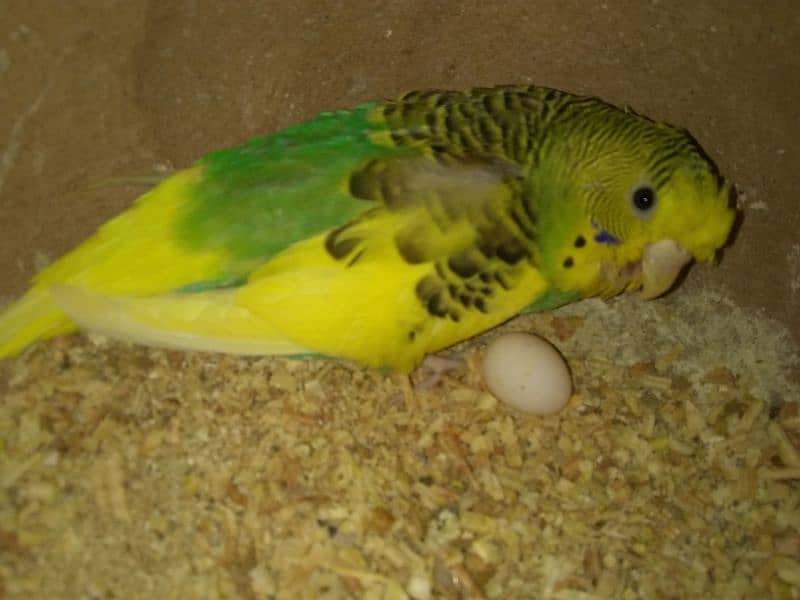 Australian parrots breeder pairs with eggs and chicks | adult pairs 1