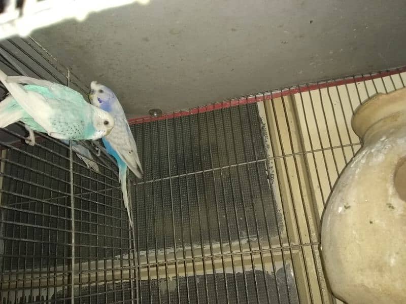 Australian parrots breeder pairs with eggs and chicks | adult pairs 2