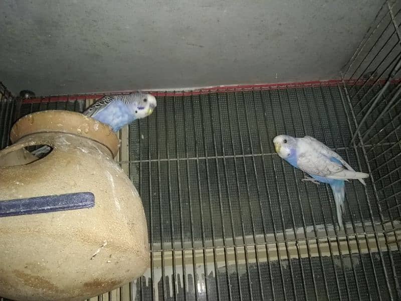 Australian parrots breeder pairs with eggs and chicks | adult pairs 3