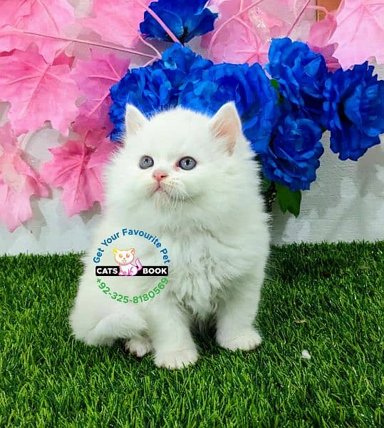 Quality/Snow White/SmokyGrey/ healthy triple coat Persian kitten/Cat 0