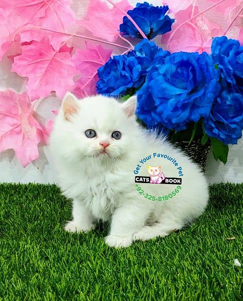 Quality/Snow White/SmokyGrey/ healthy triple coat Persian kitten/Cat 2