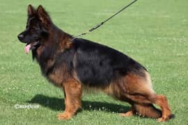 German Shepherd black marks 0