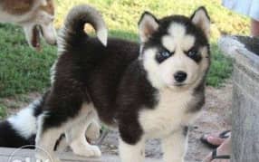 husky puppy 03140592936