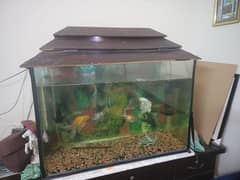 fish aquarium 2.5 ft hai