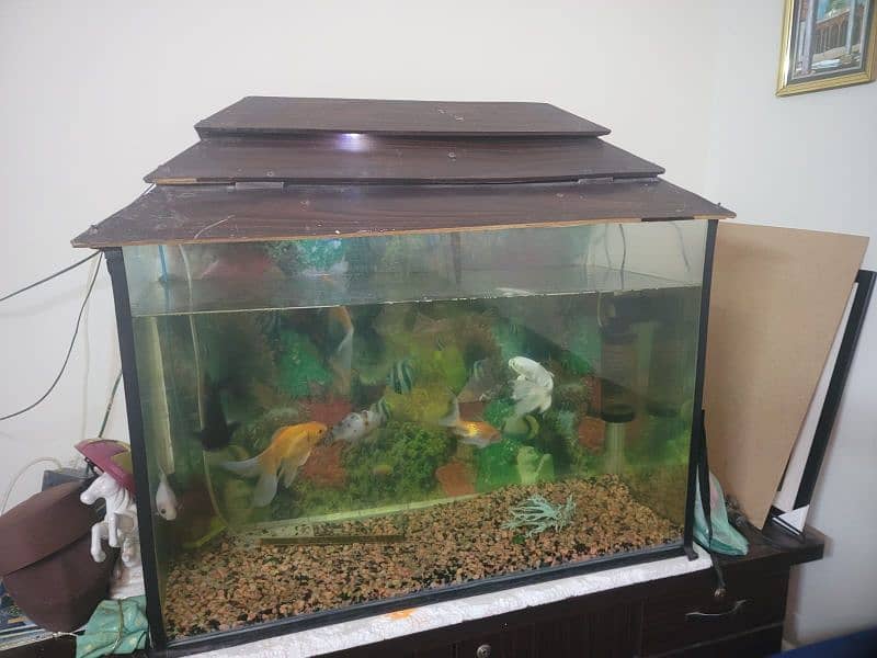 fish aquarium 2.5 ft hai 0