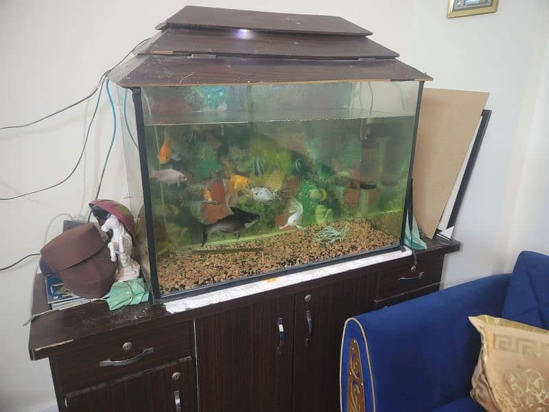 fish aquarium 2.5 ft hai 1