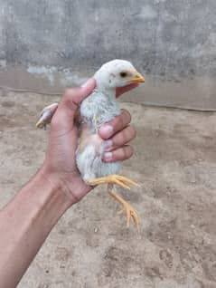 3 aseel chicks for sale price 8000 0