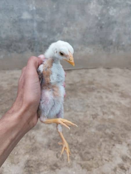 3 aseel chicks for sale price 8000 1