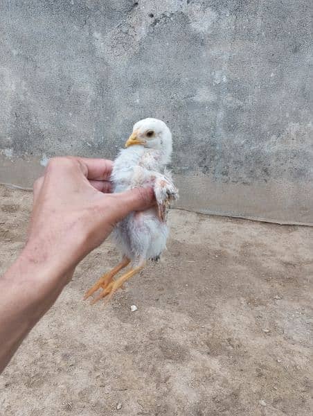 3 aseel chicks for sale price 8000 2