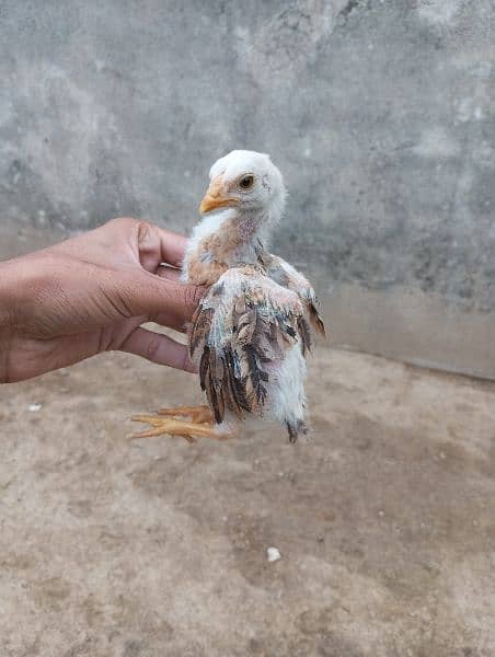 3 aseel chicks for sale price 8000 8