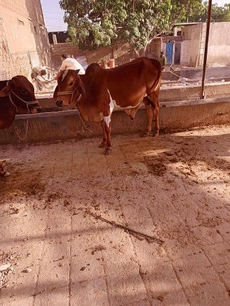 2 cow for sale 3100000 0