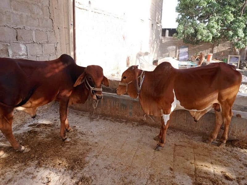 2 cow for sale 3100000 1