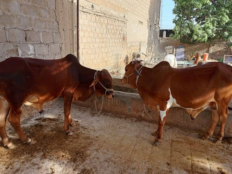 2 cow for sale 3100000 2