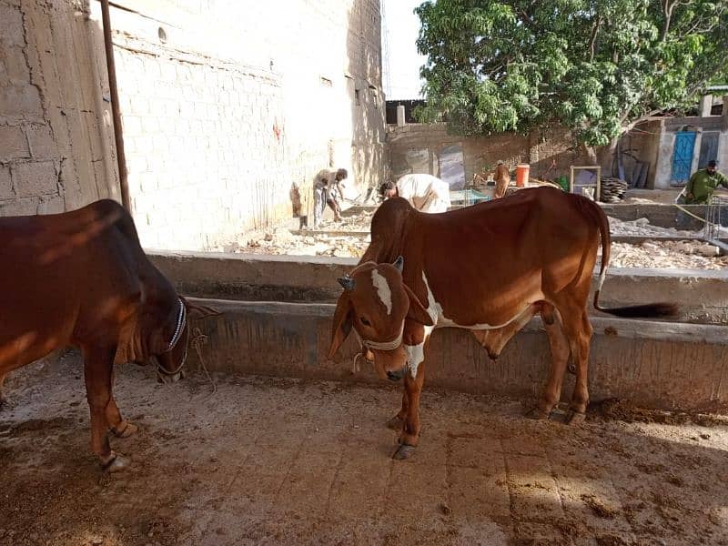 2 cow for sale 3100000 4