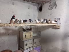 zebra finches for sale (10 to 12 pairs)
