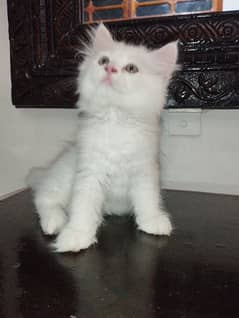 Persian cat pair single is also available