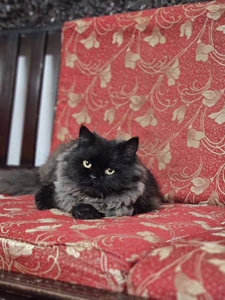 Persian Black Cat, SOLD 0