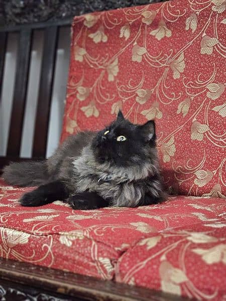 Persian Black Cat, SOLD 1