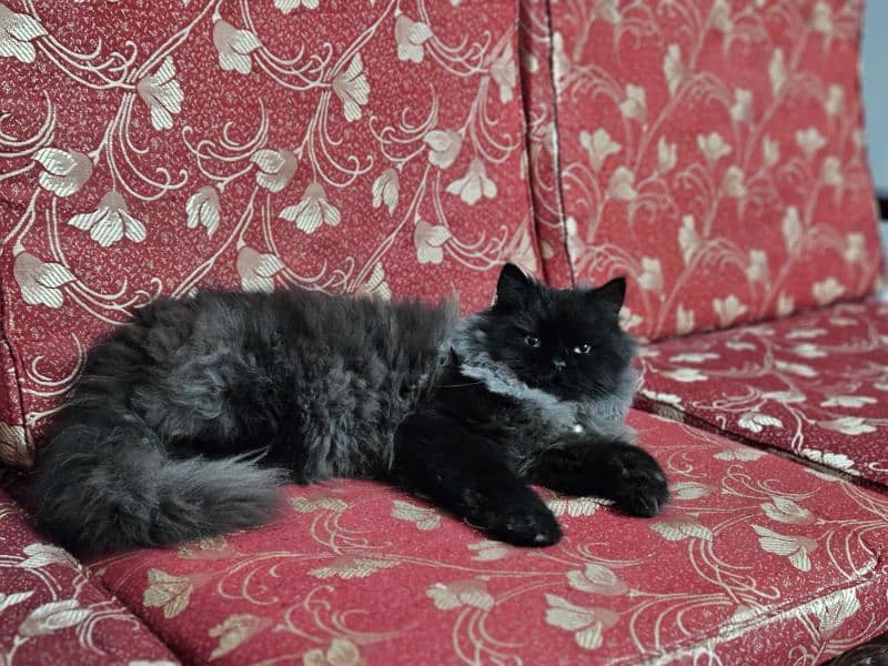 Persian Black Cat, SOLD 2