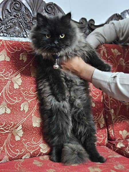 Persian Black Cat, SOLD 3