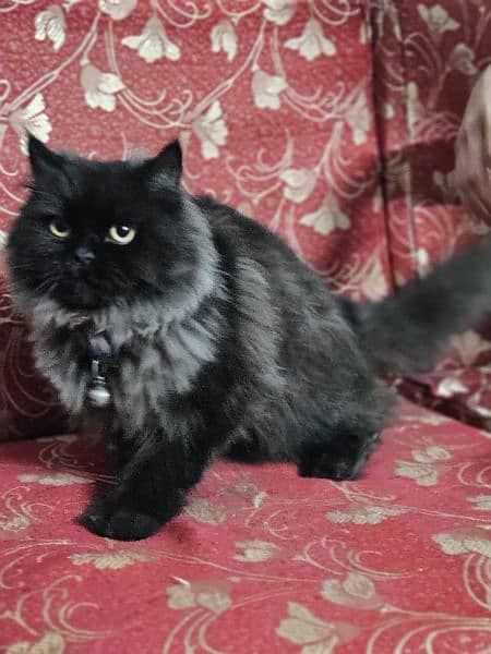 Persian Black Cat, SOLD 4