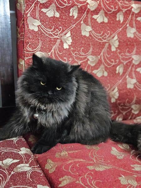 Persian Black Cat, SOLD 5