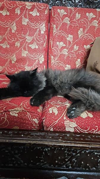Persian Black Cat, SOLD 6