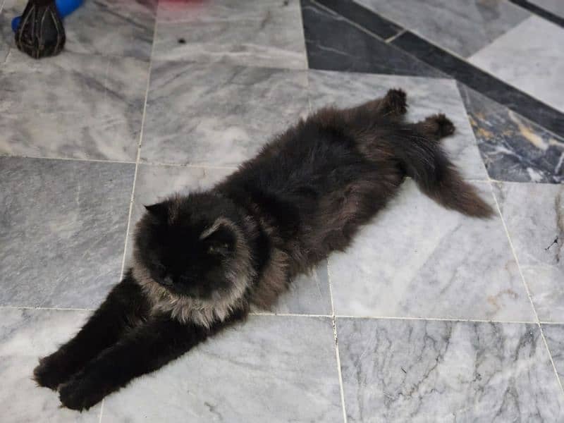 Persian Black Cat, SOLD 7