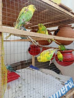 Australian parrot for sale 03224527567