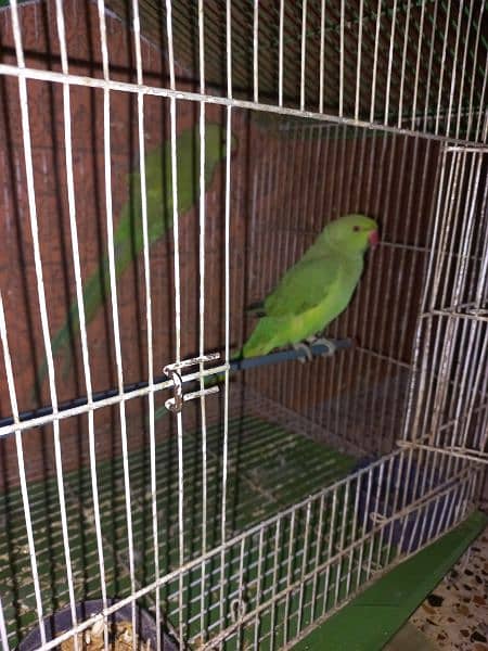 green parrot pair 0