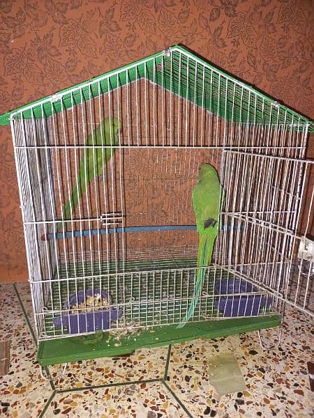 green parrot pair 1