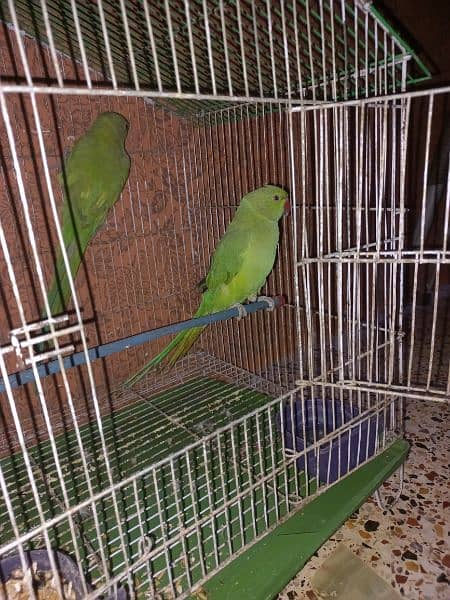 green parrot pair 3