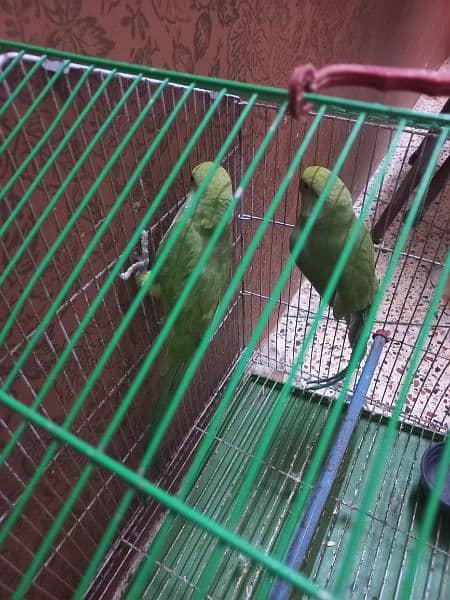green parrot pair 5