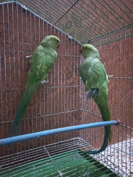 green parrot pair 6